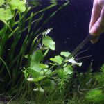 アマゾンチドメグサのトリミング方法5　カットした水草を差し戻しす